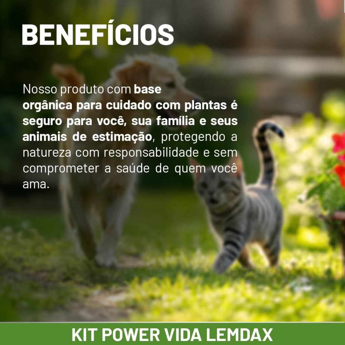 Fertilizantes para fortalecer plantas com produtos orgânicos 50 ml - Imagem 10